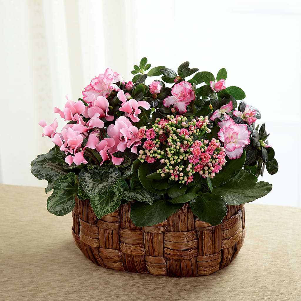 Pink Assortment – A Daisy A Day, Winston-salem NC