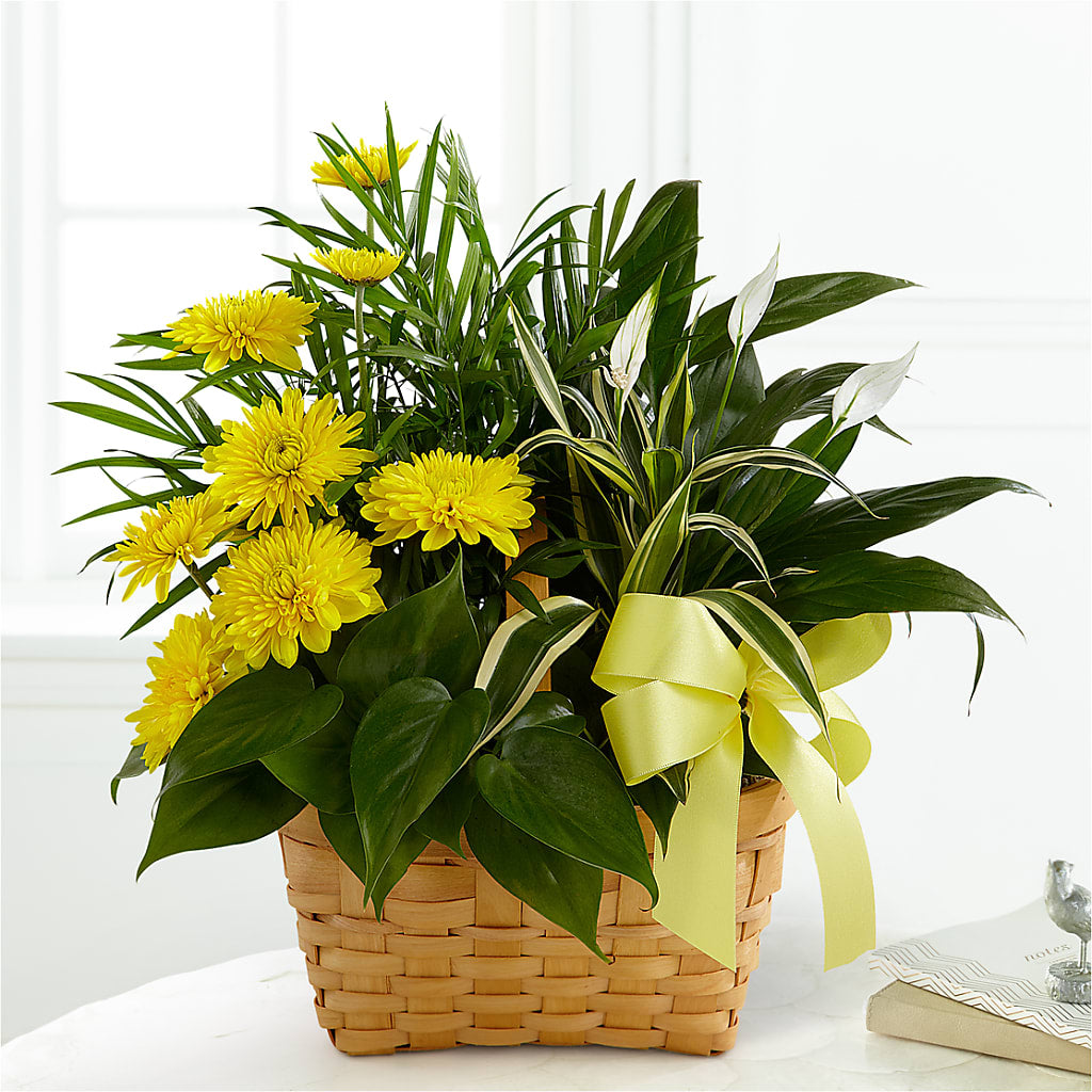 Loving Light Dishgarden – A Daisy A Day, Winston-salem NC