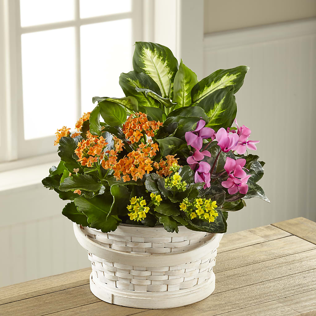 Color Crush Dishgarden – A Daisy A Day, Winston-salem NC
