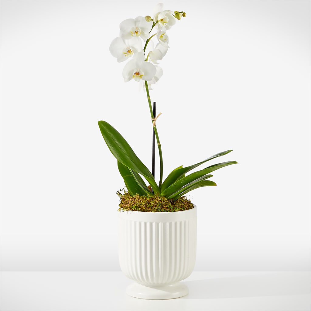 Whispering White Orchid – A Daisy A Day, Winston-salem NC