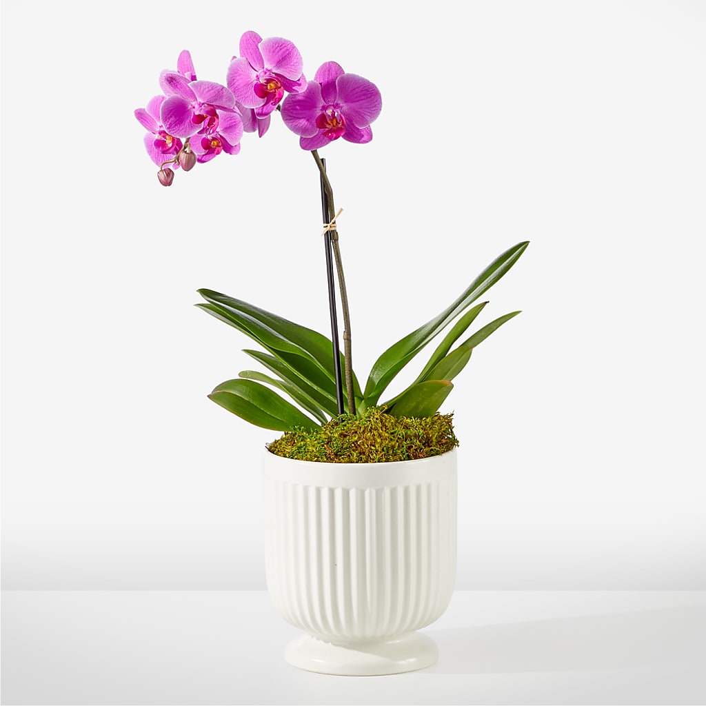 Friendly Fuchsia Orchid – A Daisy A Day, Winston-salem NC