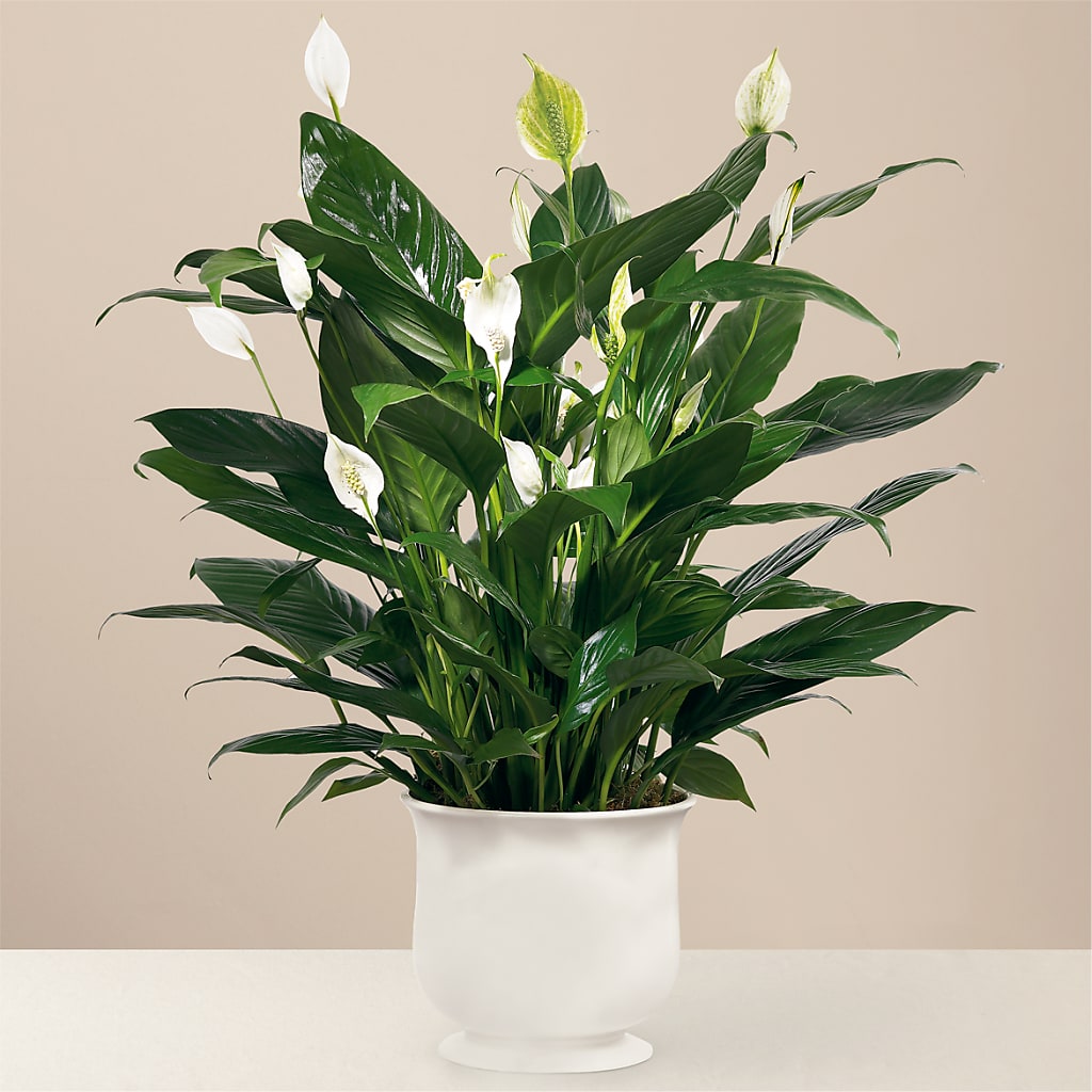 Comfort Planter – A Daisy A Day, Winston-salem NC