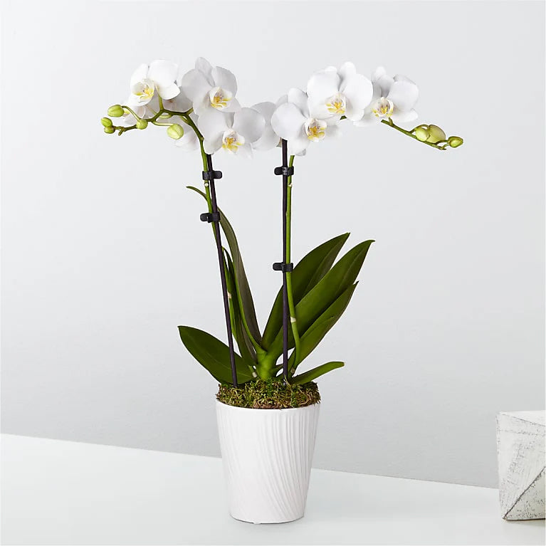 White Orchid – A Daisy A Day, Winston-salem NC