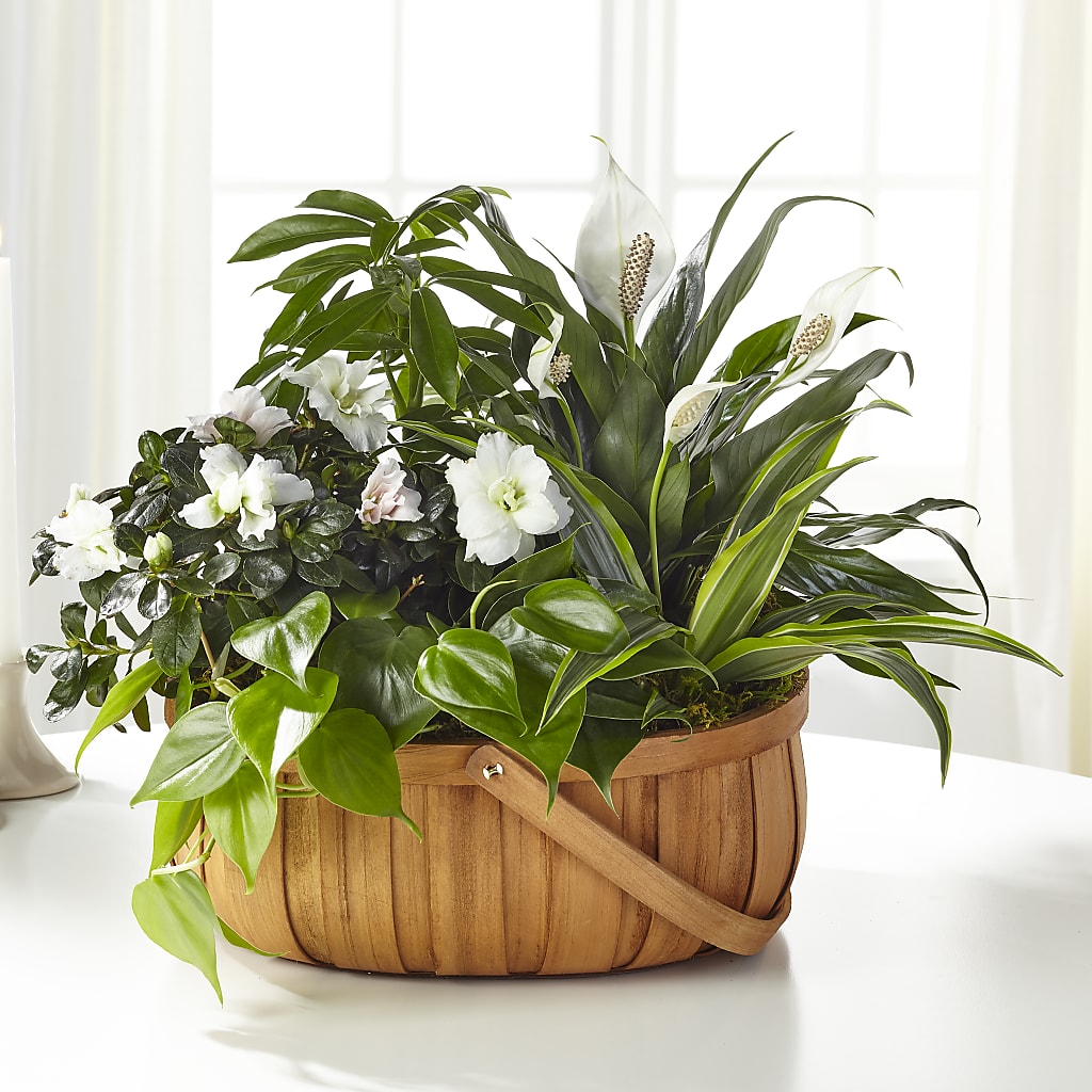 Serene Dishgarden – A Daisy A Day, Winston-salem NC