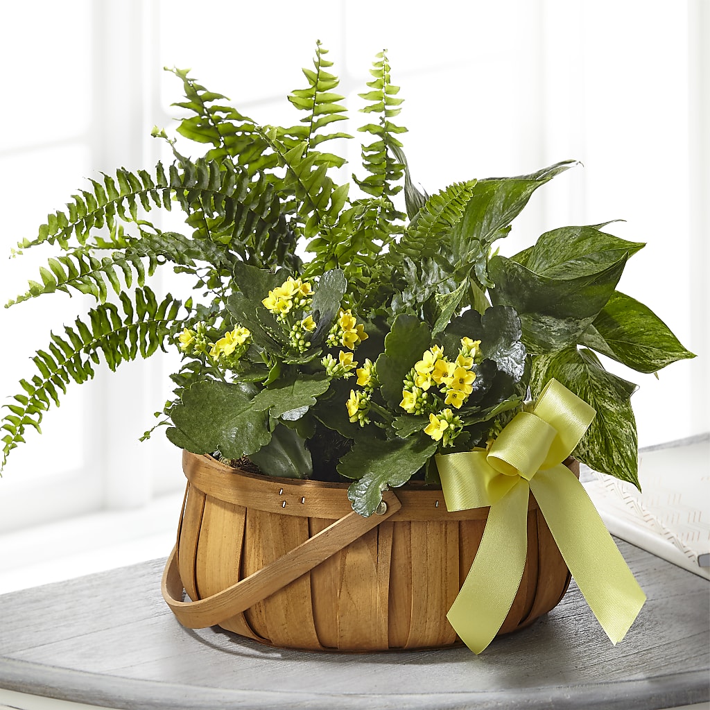 Always Dear Dishgarden – A Daisy A Day, Winston-salem NC