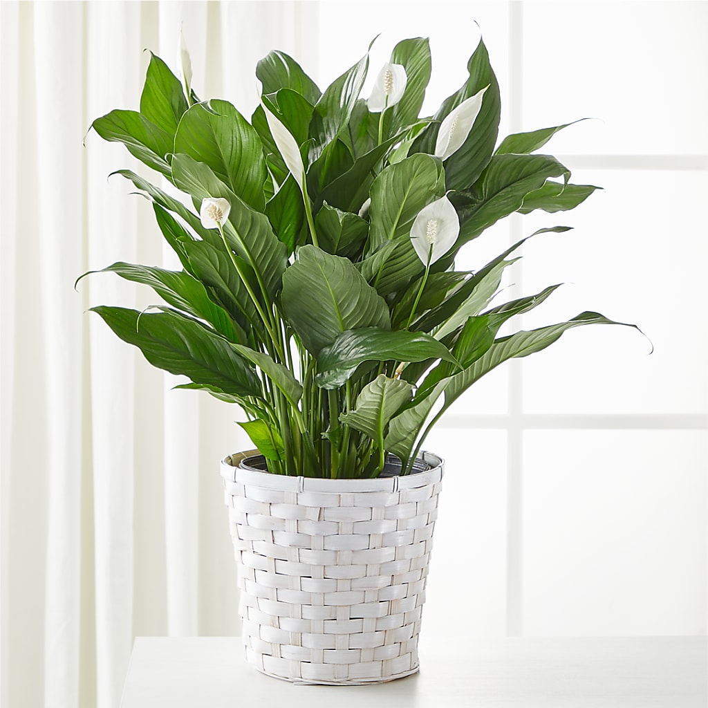 A New Leaf Peace Lily – A Daisy A Day, Winston-salem NC