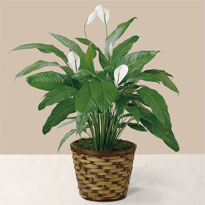 Tranquil Moments Peace Lily Plant –  A Daisy A Day, Winston-salem NC