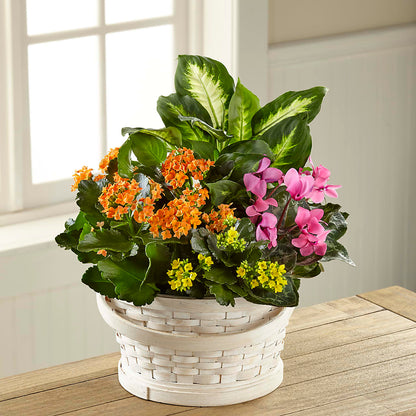 Color Crush Dishgarden –  A Daisy A Day, Winston-salem NC