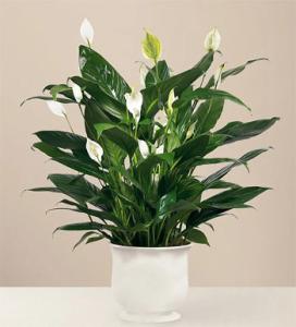 Comfort Planter –  A Daisy A Day, Winston-salem NC