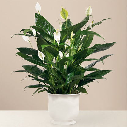 Comfort Planter –  A Daisy A Day, Winston-salem NC