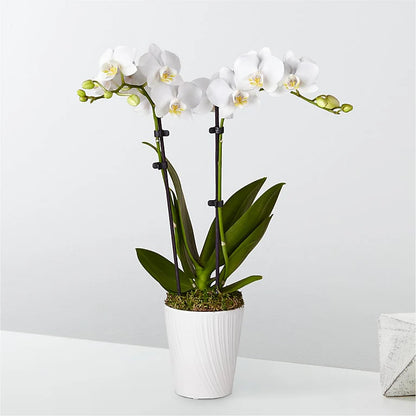 White Orchid –  A Daisy A Day, Winston-salem NC