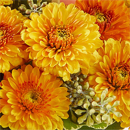 Peachy Pumpkin –  A Daisy A Day, Winston-salem NC