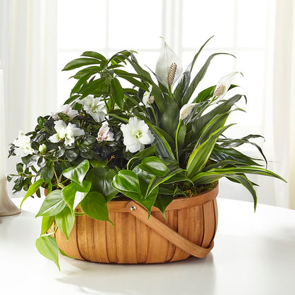 Serene Dishgarden –  A Daisy A Day, Winston-salem NC