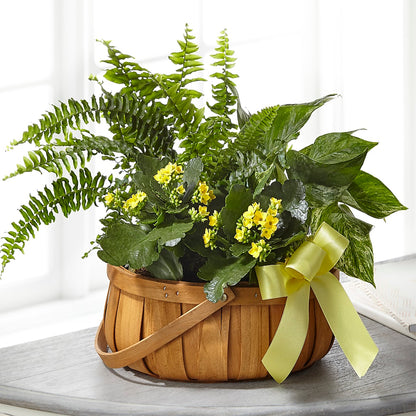 Always Dear Dishgarden –  A Daisy A Day, Winston-salem NC
