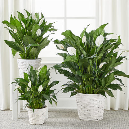 A New Leaf Peace Lily –  A Daisy A Day, Winston-salem NC