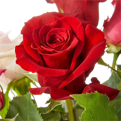 Love Notes Rose Bouquet –  A Daisy A Day, Winston-salem NC