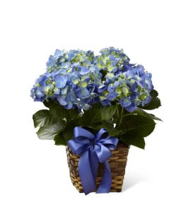 BlueHydrangea